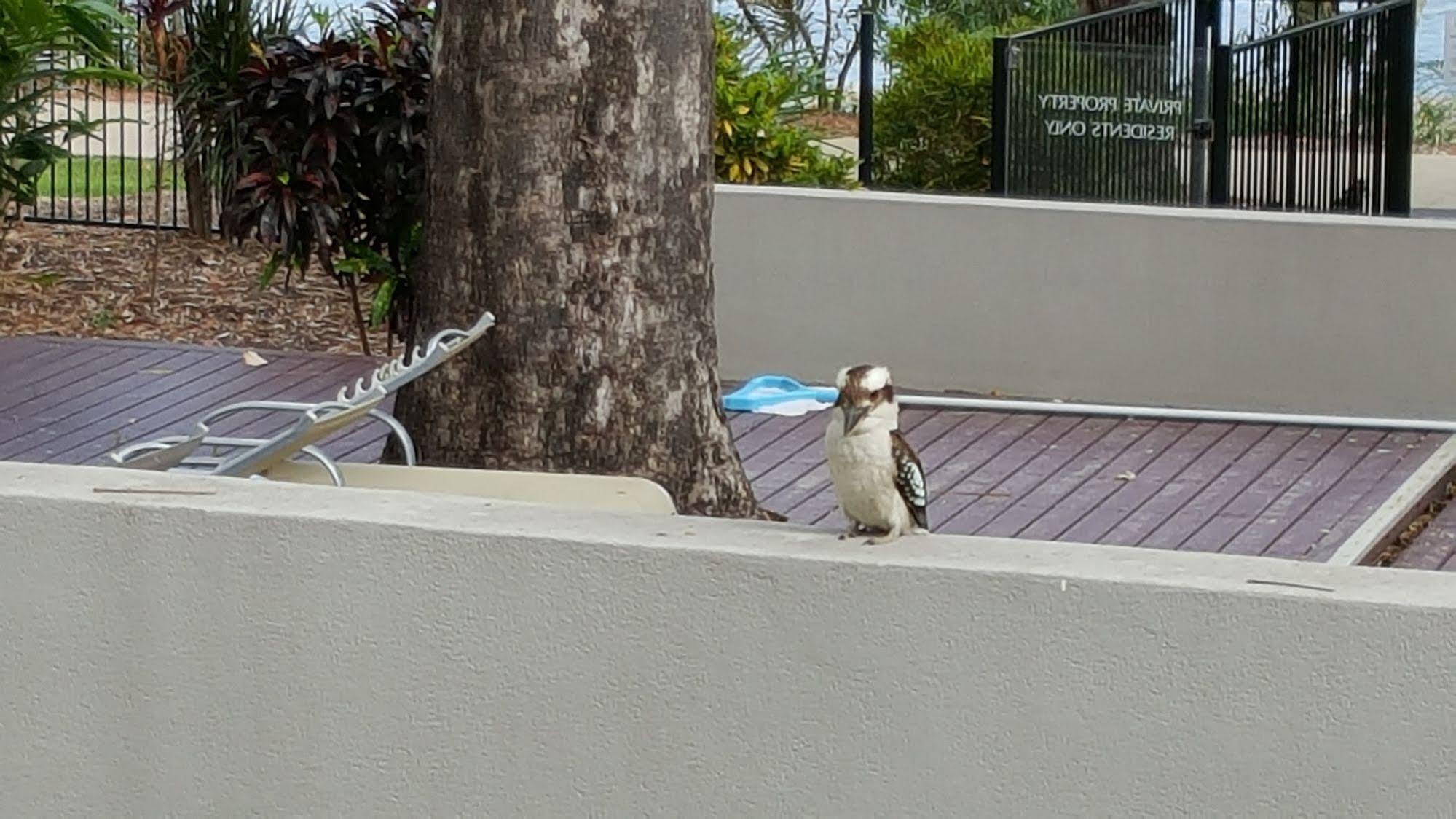 Jacana Apartments Townsville Kültér fotó